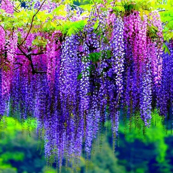 Purple Wisteria Vine Live Plant – 6-12" Tall, 2.5" Pot – Hardy Climbing Flower - Image 3