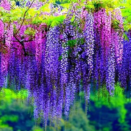 Purple Wisteria Vine Live Plant – 6-12" Tall, 2.5" Pot – Hardy Climbing Flower - Image 4