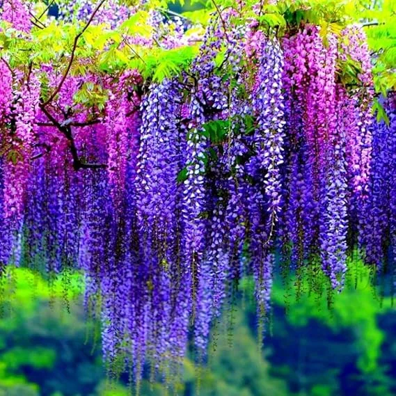 Purple Wisteria Vine Live Plant – 6-12" Tall, 2.5" Pot – Hardy Climbing Flower - Image 7