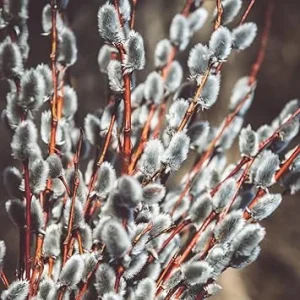 Pussy Willow Bare Root Trees - Set of 2, 1-2 ft Tall, Dormant Live Plants, Outdoor - Image 3