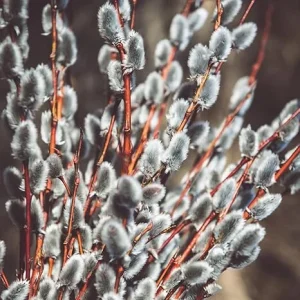 Pussy Willow Bare Root Trees - Set of 2, 1-2 ft Tall, Dormant Live Plants, Outdoor - Image 7