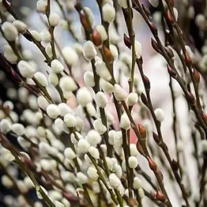 Pussy Willow Live Plant in 2.5” Pot – Hardy Ornamental Shrub for Outdoor Planting - Image 5