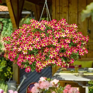 Queen of Hearts Petunia Live Plant - 2 Pack, Pink Yellow Bicolor, Trailing Flowers, 3-6" Tall - Image 1