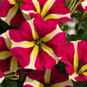 Queen of Hearts Petunia Live Plant - 2 Pack, Pink Yellow Bicolor, Trailing Flowers, 3-6
