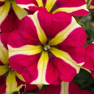 Queen of Hearts Petunia Live Plant - 2 Pack, Pink Yellow Bicolor, Trailing Flowers, 3-6