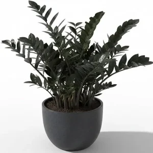 Rare Black ZZ Plant Live - Tropical Houseplant, Low Maintenance, 3 inch Pot - Image 3