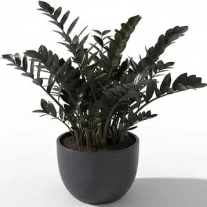Rare Black ZZ Plant Live - Tropical Houseplant, Low Maintenance, 3 inch Pot - Image 7