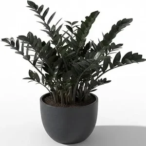 Rare Black ZZ Plant Live - Tropical Houseplant, Low Maintenance, 3 inch Pot - Image 1