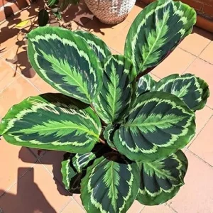Rare Prayer Plant Live Houseplant - Calathea, Green Foliage, 2.5 Inch Pot - Image 6