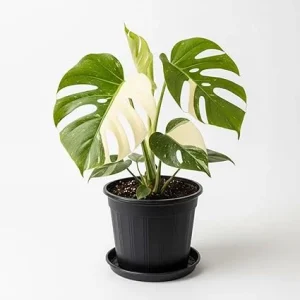 Rare Variegated Constellation Monstera Live Plant – 4-6 Inch Philodendron Houseplant - Image 4