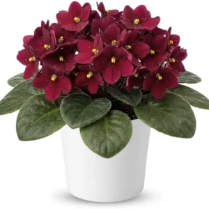 Red African Violet Live Plant, 4" Pot, Year-Round Blooming Indoor Houseplant - Image 2