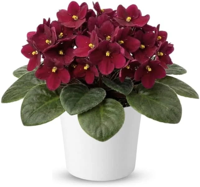 Red African Violet Live Plant, 4" Pot, Year-Round Blooming Indoor Houseplant - Image 2