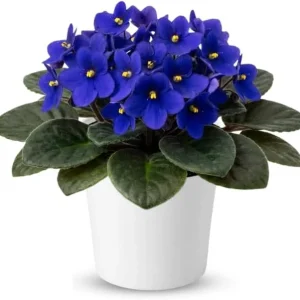 Red African Violet Live Plant, 4