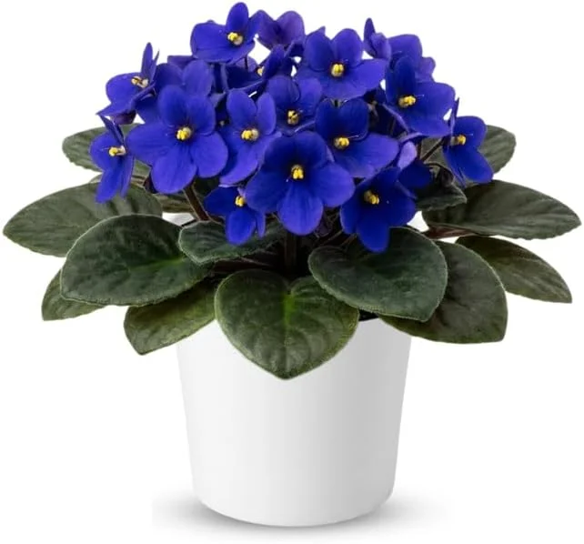 Red African Violet Live Plant, 4" Pot, Year-Round Blooming Indoor Houseplant - Image 4