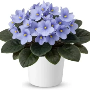 Red African Violet Live Plant, 4