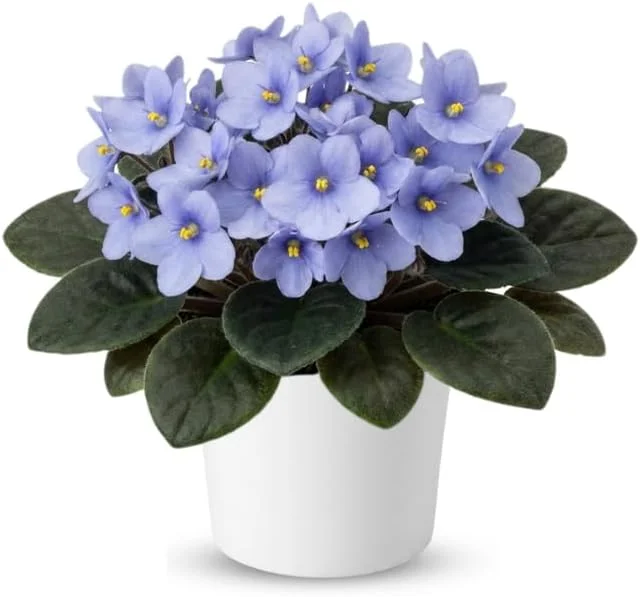 Red African Violet Live Plant, 4" Pot, Year-Round Blooming Indoor Houseplant - Image 5