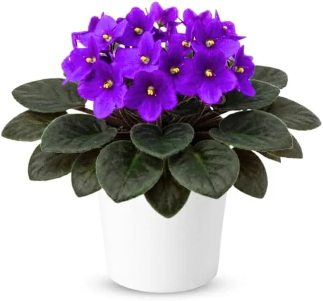 Red African Violet Live Plant, 4" Pot, Year-Round Blooming Indoor Houseplant - Image 6