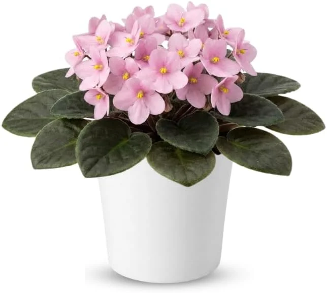 Red African Violet Live Plant, 4" Pot, Year-Round Blooming Indoor Houseplant - Image 1