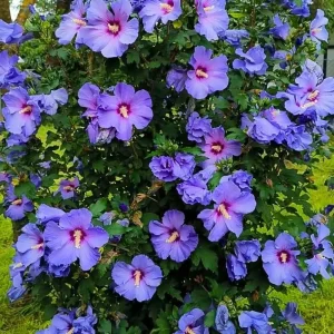 Red Althea Rose of Sharon Live Plant, Hardy Hibiscus Shrub, 6-12 Inch Tall, Outdoor - Image 2