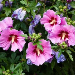 Red Althea Rose of Sharon Live Plant, Hardy Hibiscus Shrub, 6-12 Inch Tall, Outdoor - Image 3