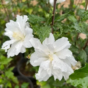 Red Althea Rose of Sharon Tree Live Plant, 1 Year Old Dormant Seedling, Quart Pot, Outdoor, Cold Hardy - Image 3