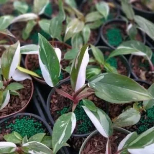 Red Anderson Philodendron Live Plant - 5-8" Tall, Well Rooted, Indoor - Image 2