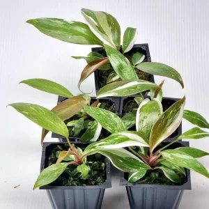 Red Anderson Philodendron Live Plant - 5-8