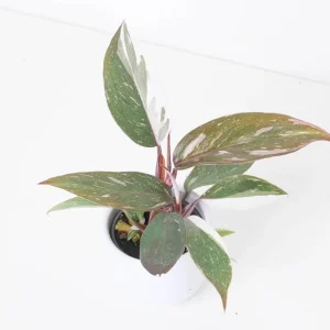 Red Anderson Philodendron Live Plant - 5-8