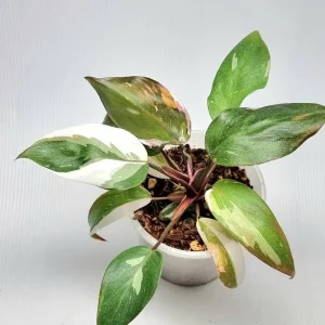 Red Anderson Philodendron Live Plant - 5-8