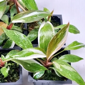 Red Anderson Philodendron Live Plant - 5-8