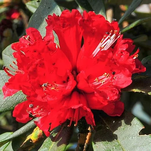 Red Azalea Live Plant – 9 Month Old Starter Shrub – Outdoor Growing - Image 7