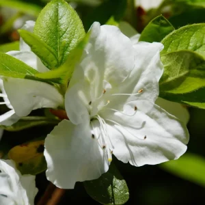 Red Azalea Live Plant - Hardy Flowering Shrub, 10 Inches Tall, Outdoor - Image 2