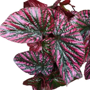 Red Begonia Brevirimosa Live Plant - Angel Wing Cane Begonia, 5-7 Inch Tall Starter - Image 2