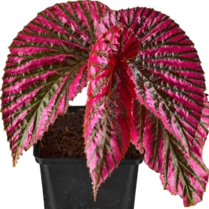 Red Begonia Brevirimosa Live Plant - Angel Wing Cane Begonia, 5-7 Inch Tall Starter - Image 3
