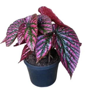 Red Begonia Brevirimosa Live Plant - Angel Wing Cane Begonia, 5-7 Inch Tall Starter - Image 1