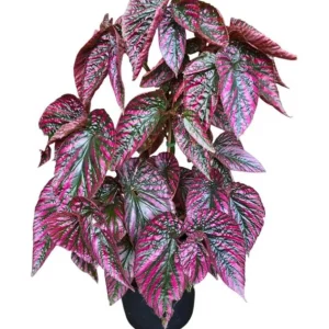 Red Begonia Brevirimosa Live Plant - Angel Wing Cane Begonia, 5-7 Inch Tall Starter - Image 4