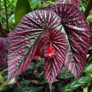 Red Begonia Brevirimosa Live Plants - Set of 2, 5-7 Inch Tall - Angel Wing Cane Begonia - Image 3