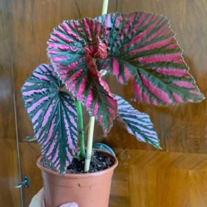 Red Begonia Brevirimosa Live Plants - Set of 2, 5-7 Inch Tall - Angel Wing Cane Begonia - Image 5