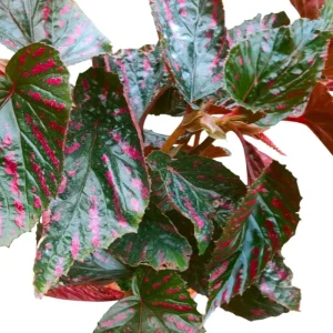 Red Begonia Brevirimosa Live Plants - Set of 2, 5-7 Inch Tall - Angel Wing Cane Begonia - Image 6