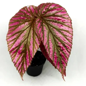 Red Begonia Brevirimosa Live Plants - Set of 2, 5-7 Inch Tall - Angel Wing Cane Begonia - Image 7