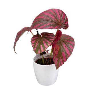 Red Begonia Brevirimosa Live Plants - Set of 2, 5-7 Inch Tall - Angel Wing Cane Begonia - Image 9
