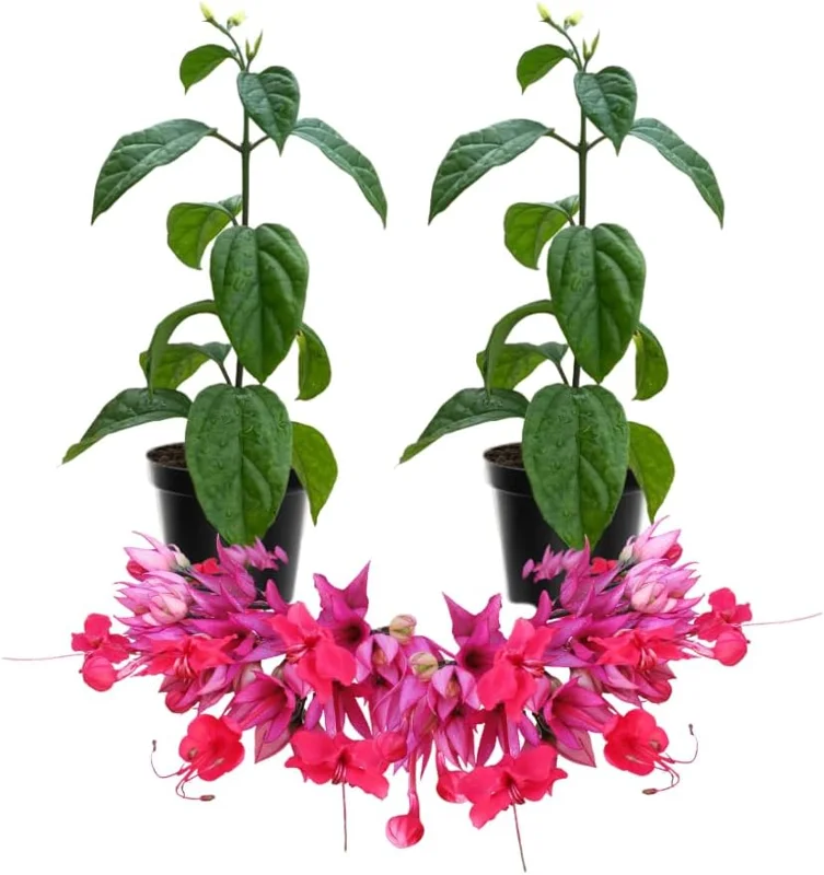 Red Bleeding Heart Live Plants - Set of 2, 4-6 Inches, Perennial Flowering Vine for Outdoor - Image 2