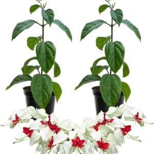 Red Bleeding Heart Live Plants - Set of 2, 4-6 Inches, Perennial Flowering Vine for Outdoor - Image 1