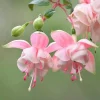 Red Blue Fuchsia Live Plant – 3-5 inch Starter Plug – Hardy Perennial Flowers for Hanging Baskets - Image 2