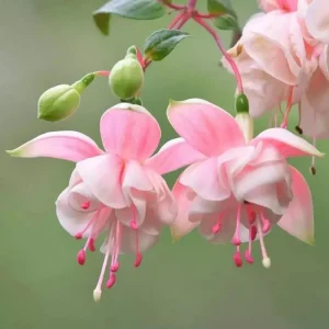 Red Blue Fuchsia Live Plant – 3-5 inch Starter Plug – Hardy Perennial Flowers for Hanging Baskets - Image 2