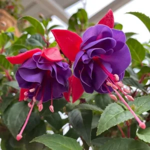Red Blue Fuchsia Live Plant – 3-5 inch Starter Plug – Hardy Perennial Flowers for Hanging Baskets - Image 1