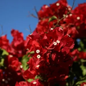 Red Bougainvillea Live Plant - Flowering Perennial Shrub 6-8 Inches Tall Outdoor - Image 1