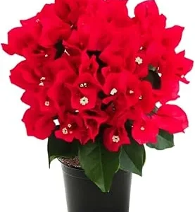 Red Bougainvillea Live Plant – Potted Flowering Tree, 4-5 Inches Tall, Outdoor - Image 3
