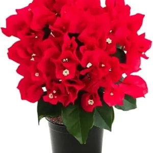 Red Bougainvillea Live Plant – Potted Flowering Tree, 4-5 Inches Tall, Outdoor - Image 4
