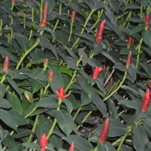 Red Button Ginger Live Plant - Costus woodsonii - 5-8" Tall Tropical - Image 2